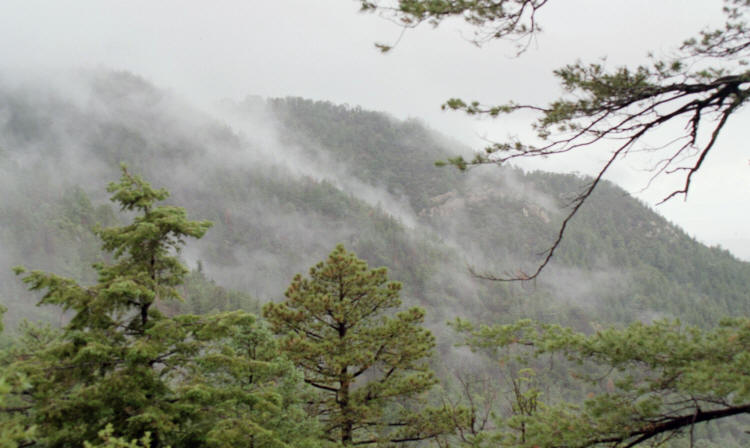 pines in mist