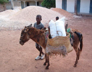 mule loaded